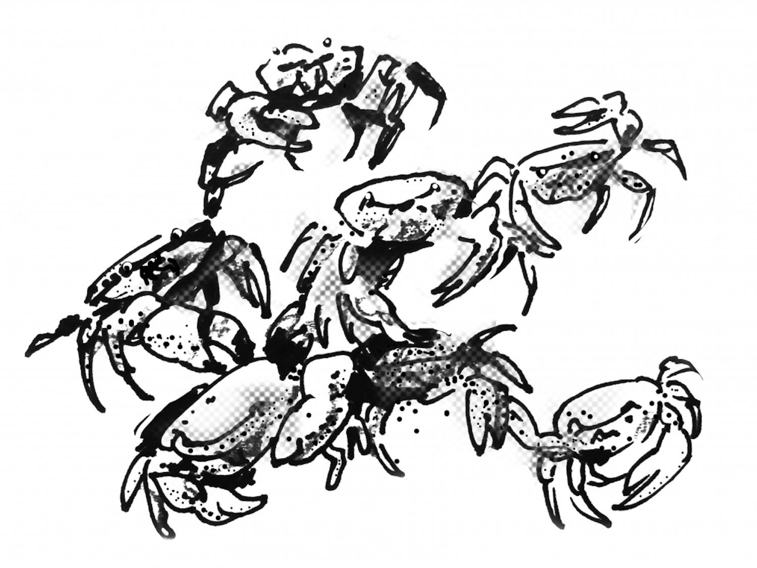 purple-marsh-crab-bdh-illustration1