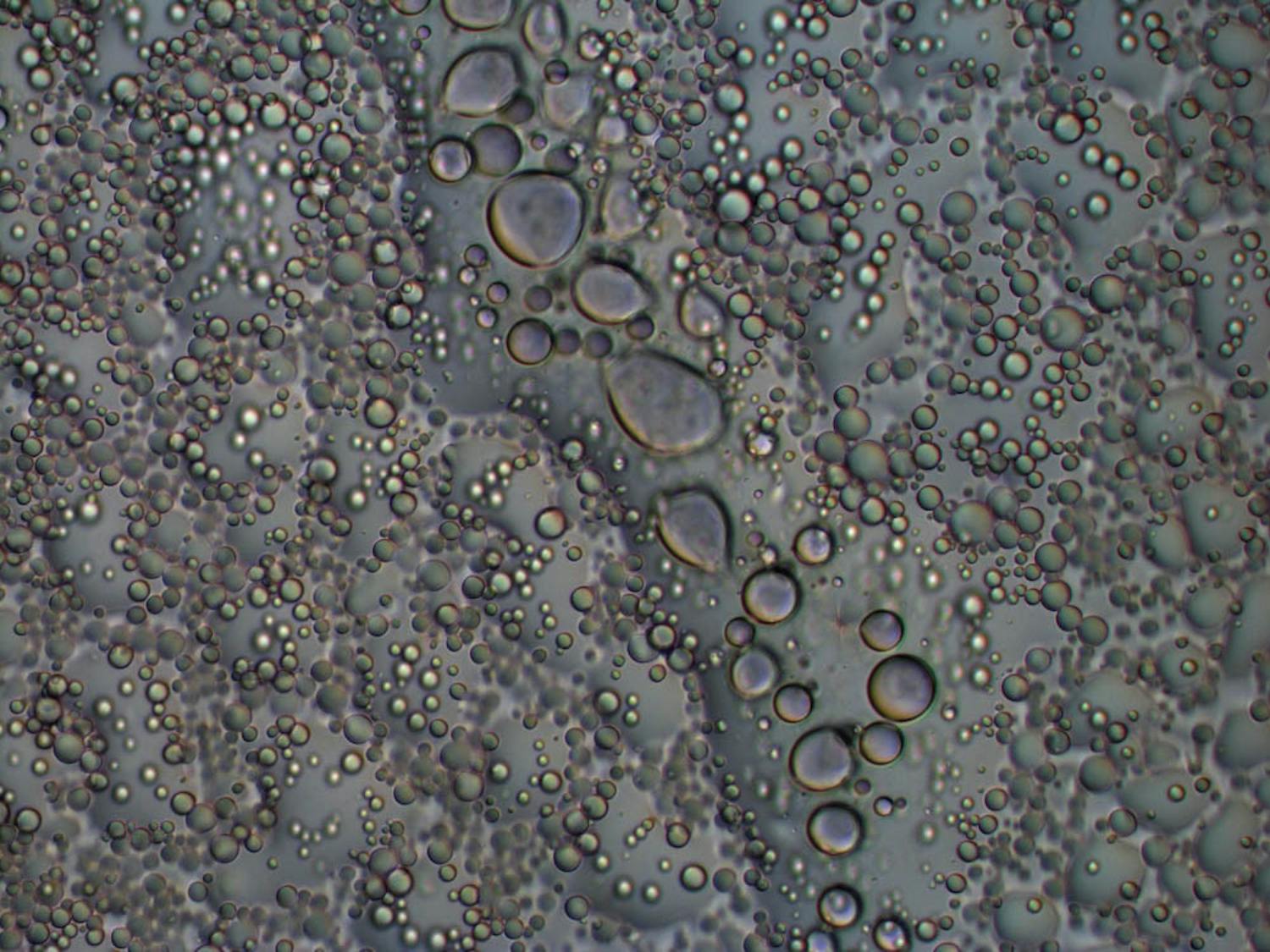 Tan_ALS_CO_BrownUniversity