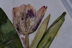 A close up shot of a dried tulip.