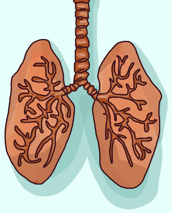 An illustration of human lungs on a blue background.