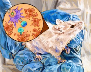 Illustration of a light brown mouse sitting in a blue latex-gloved hand. Pointing to the mouse is a circle of colorful cells, indicating that these cells are within the mouse. 