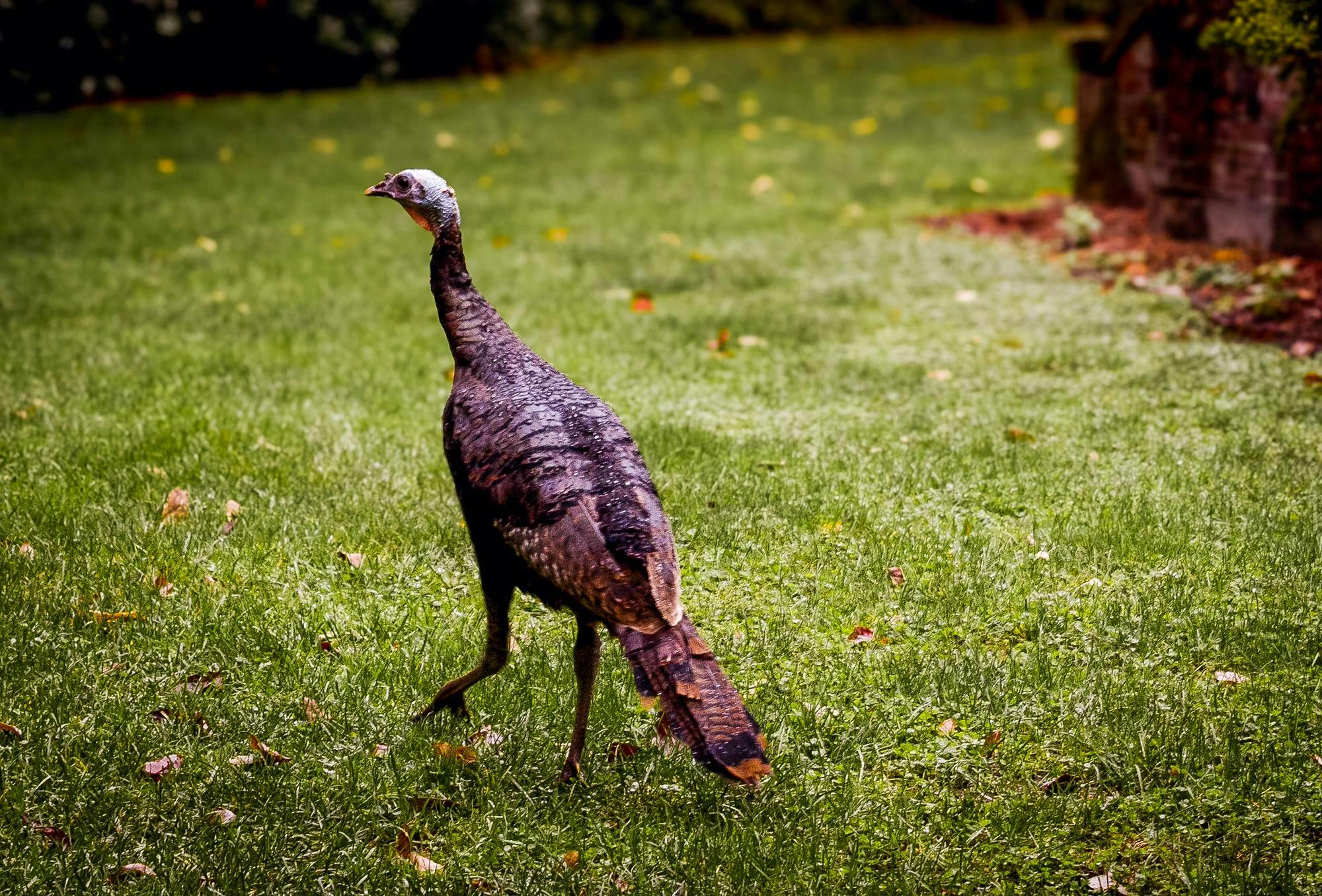 Picture of a turkey walking away from the photographer on a grass lawn.
