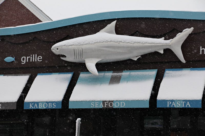 Gallagher_Shark_Ashley-So