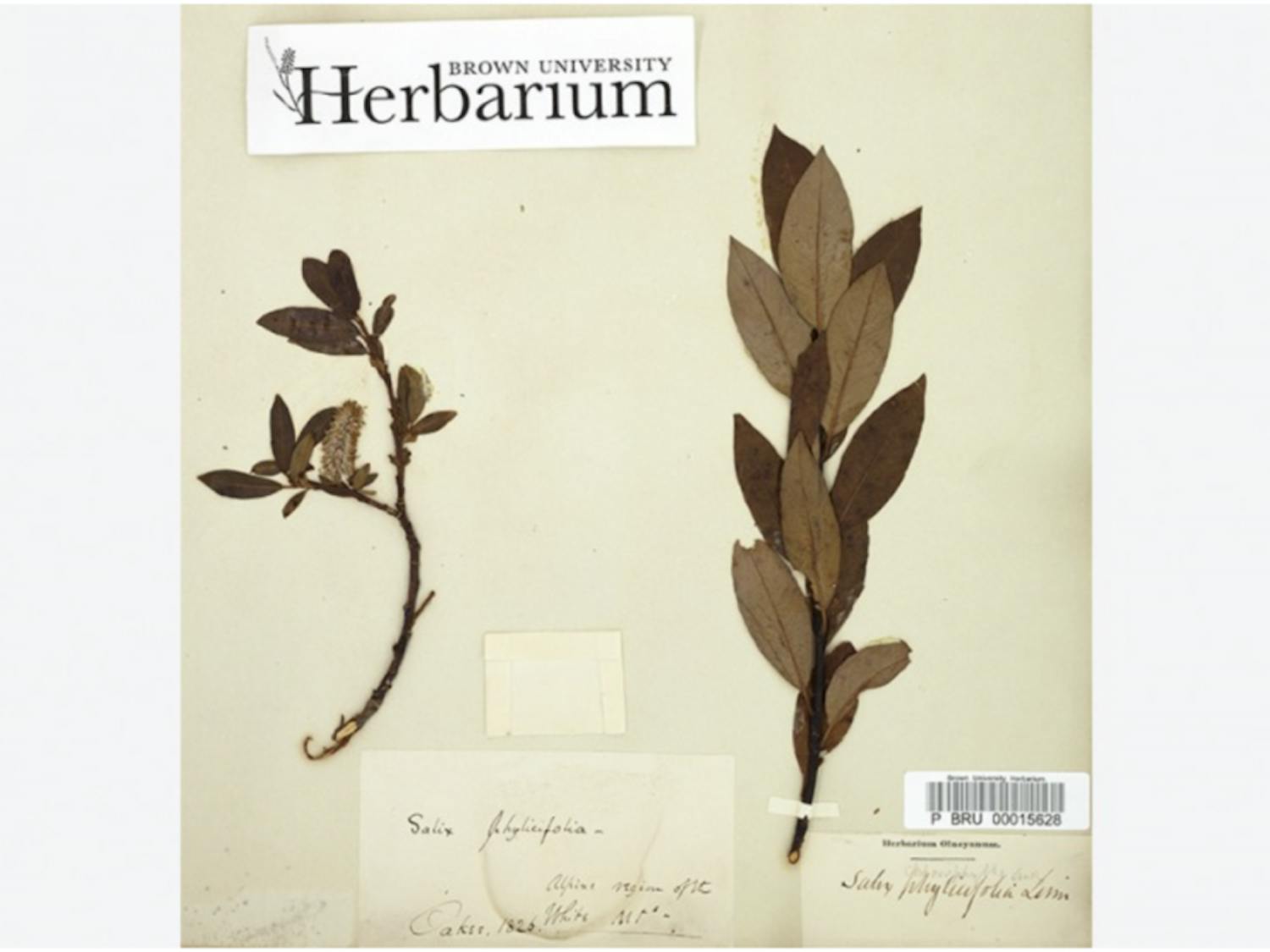 herbarium