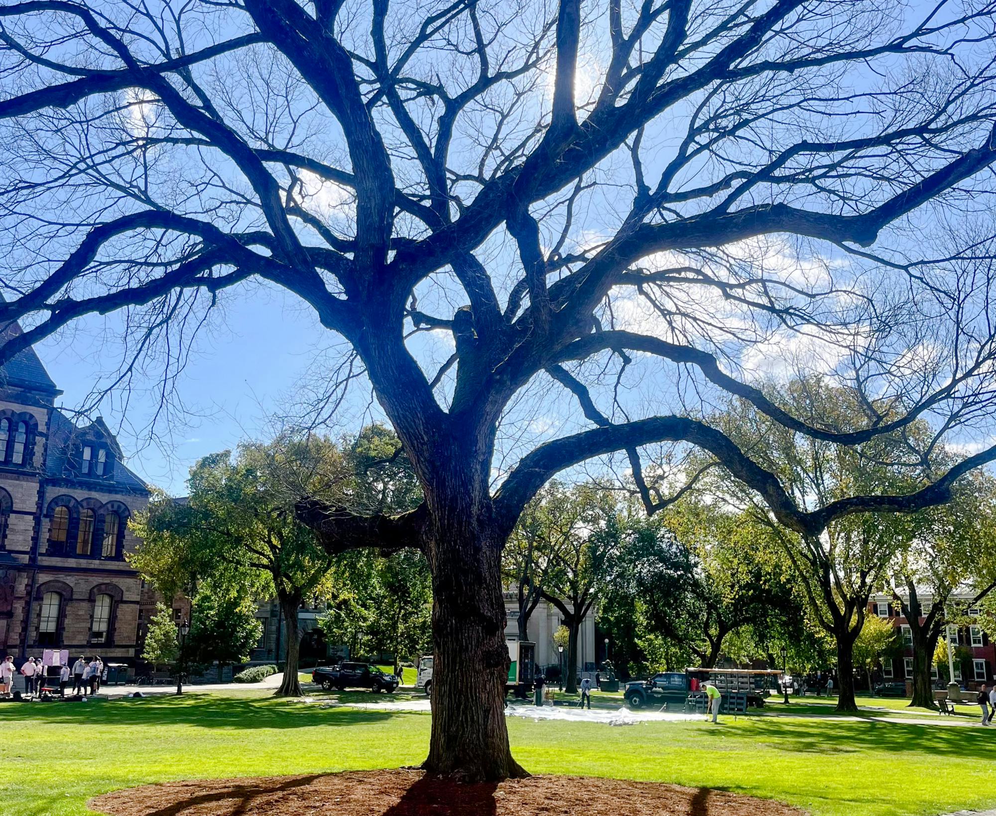Elm Tree BDH Photographer Lila Quinn.jpg