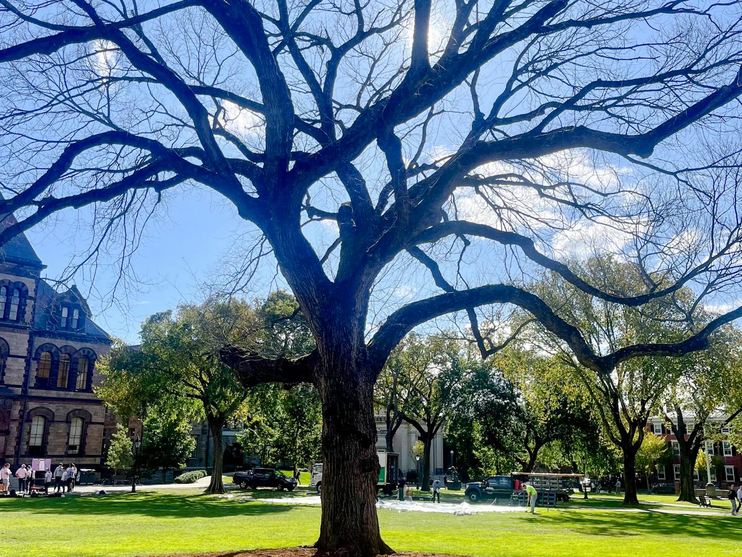 Elm Tree BDH Photographer Lila Quinn.jpg