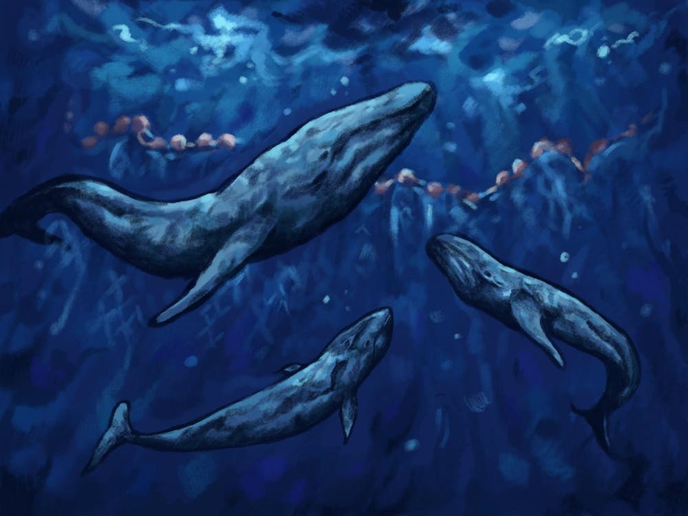 Illustration of three blue whales in the deep sea looking upwards.