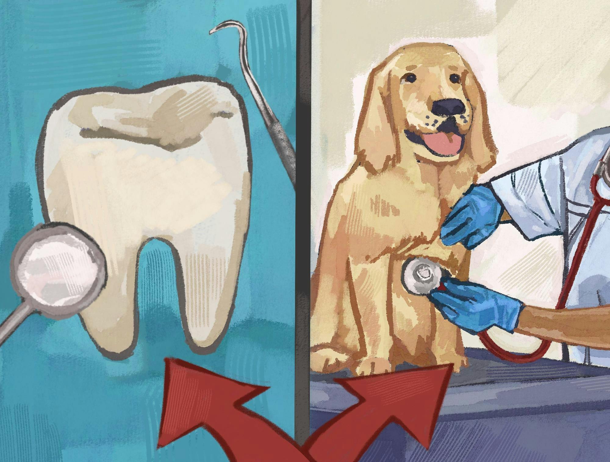 On the left half there is a tooth with a small mirror and other dental tools around it. The second half contains a golden retriever getting examined with a stethescope.