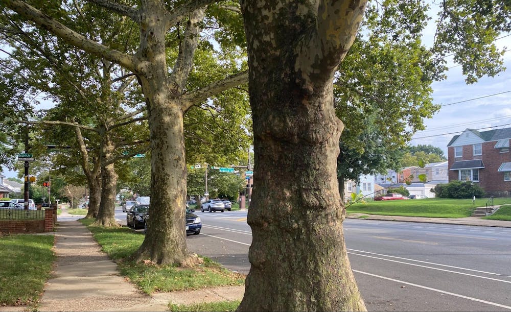 <p>A row of trees in Philadelphia | Wendy Lam </p>