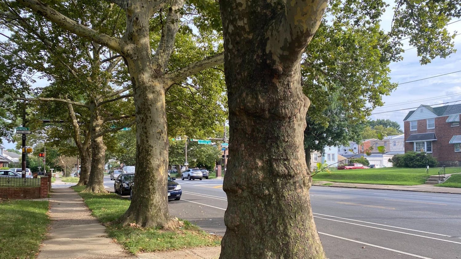 A row of trees in Philadelphia | Wendy Lam 