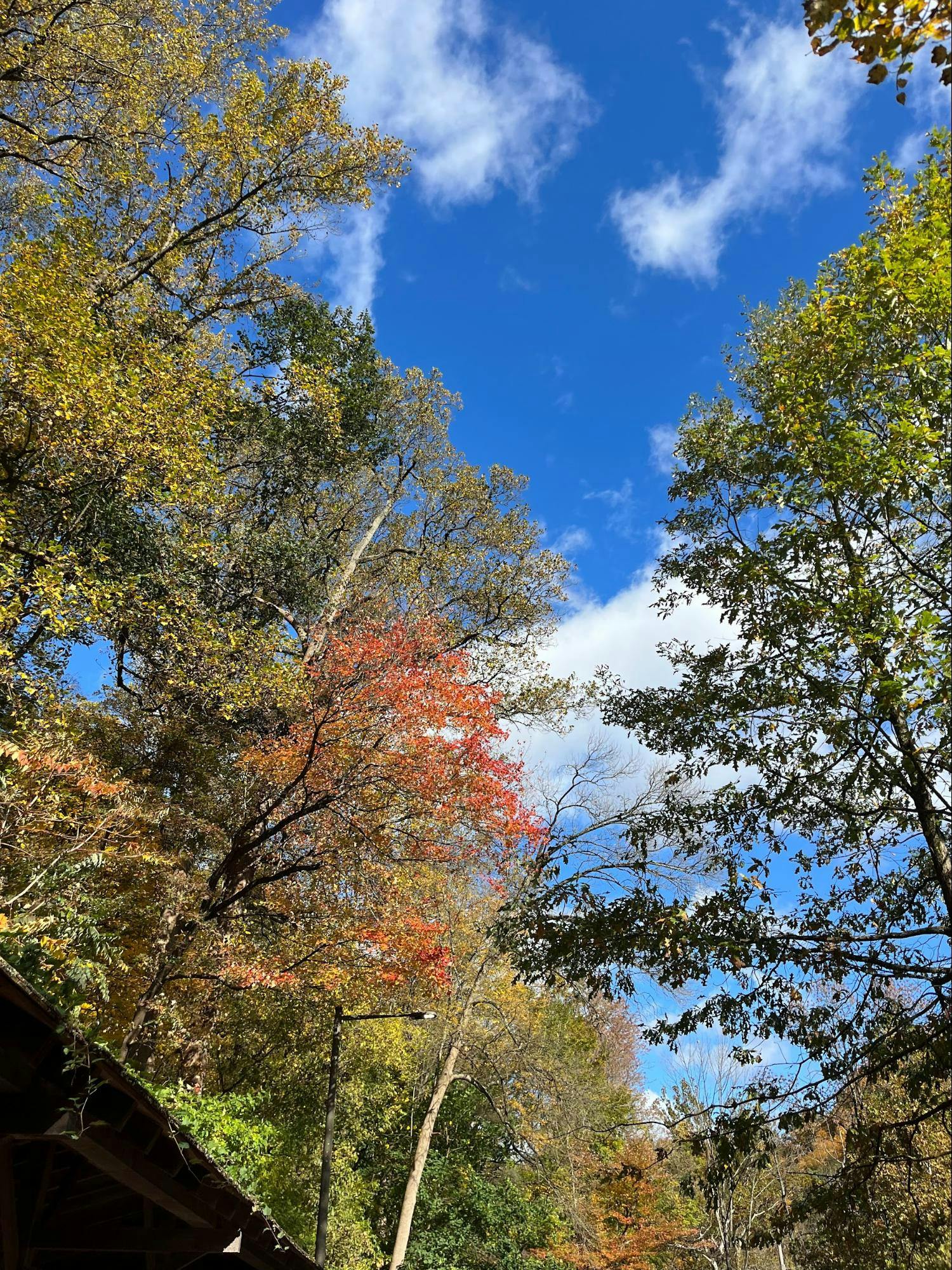 Trees in the Wissahickon | Lily Jensen