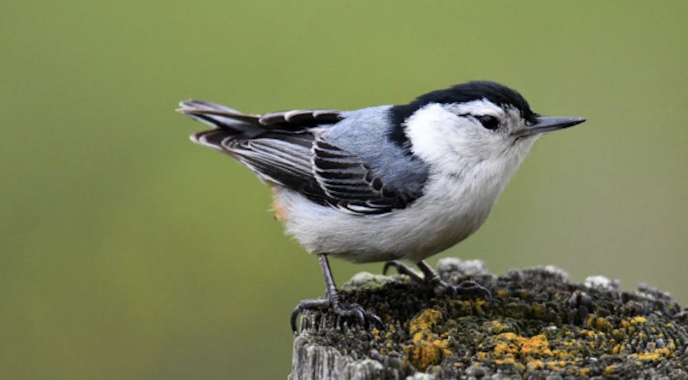 White-breasted Nuthatch | Photo credit: Joni James
