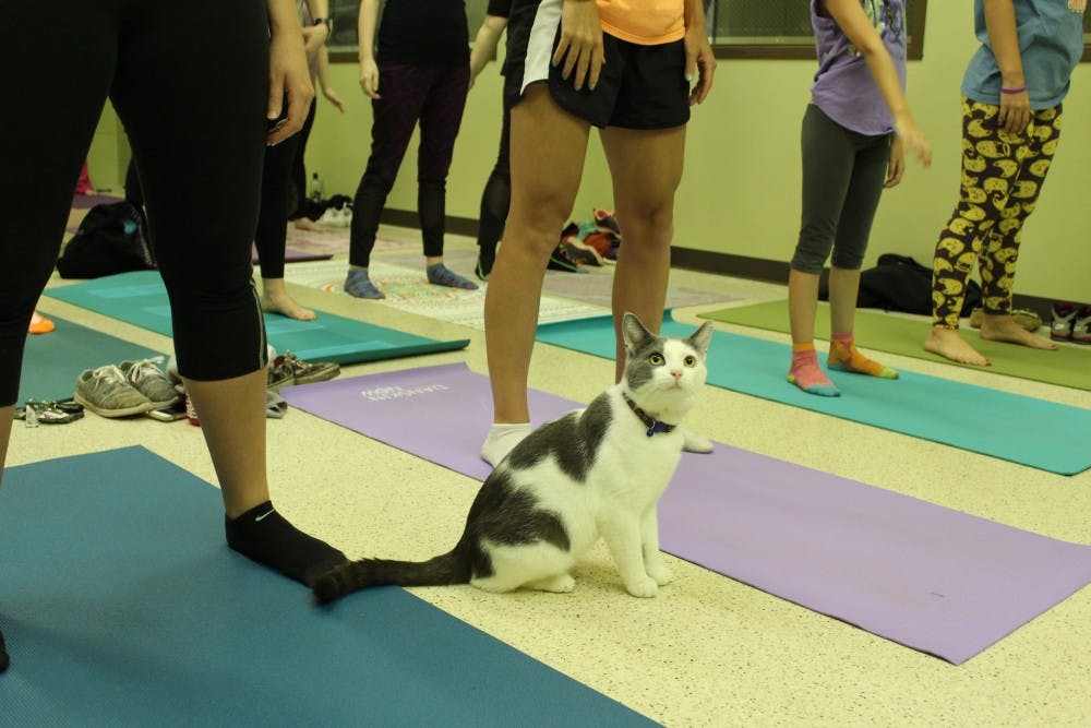 <p>Studio Exhale and Muncie Animal Care and Services partnered to bring a unique opportunity to yoga and cat lovers alike.&nbsp;This is the fourth time that the two have paired up to bring Yoga With Cats to life.&nbsp;Brynn Mechem // DN</p>
