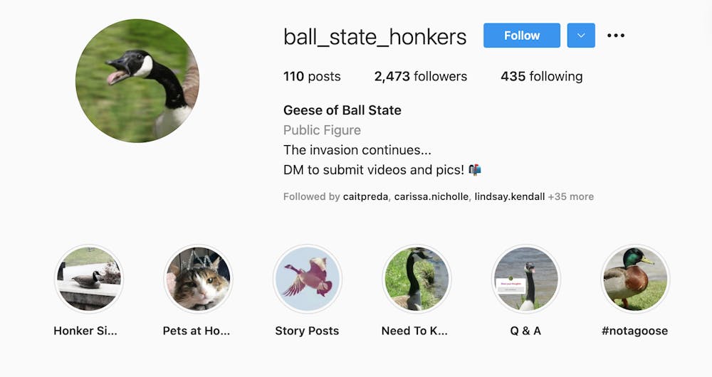 Anonymous Instagram page documents Ball State's geese adventures