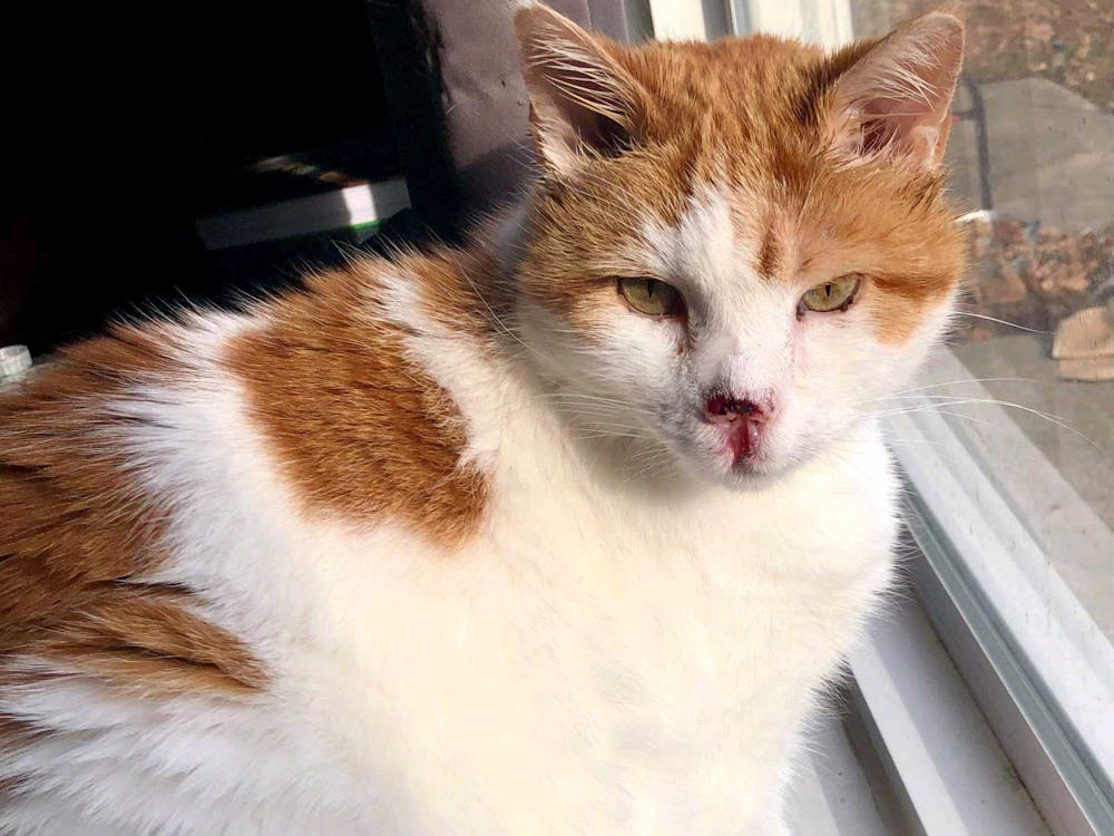 <p>Lloyd the cat sits in front of a window at his house. Lloyd was diagnosed with non-metastatic skin cancer, and his owners said they believe he was exposed to it after his car accident in October 2019. <strong>Jody Mason, Photo Provided</strong></p><p></p>