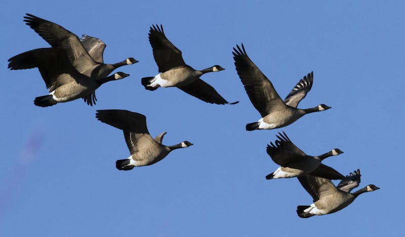 Geese are coming back from winter down South are students are terrified. Darin Oswald, TNS PHOTO