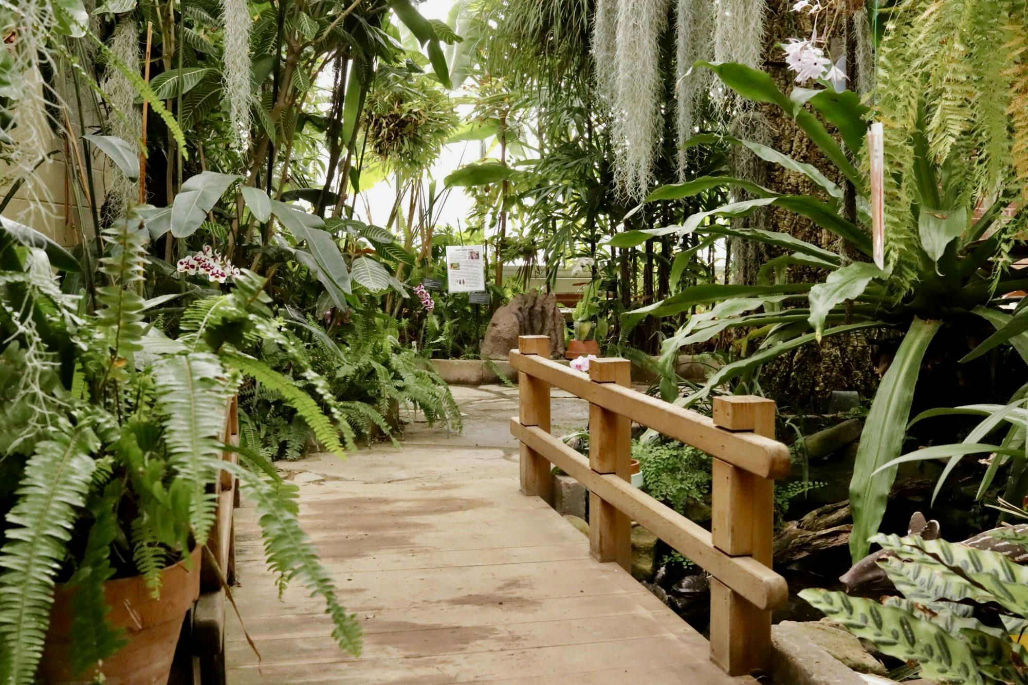 On March 20, the Rinard Orchid Greenhouse will celebrate the 50th anniversary of its Wheeler-Thanhauser Orchid Collection. The greenhouse has the largest collegiate collection of orchids in the United States. Rylan Capper, DN