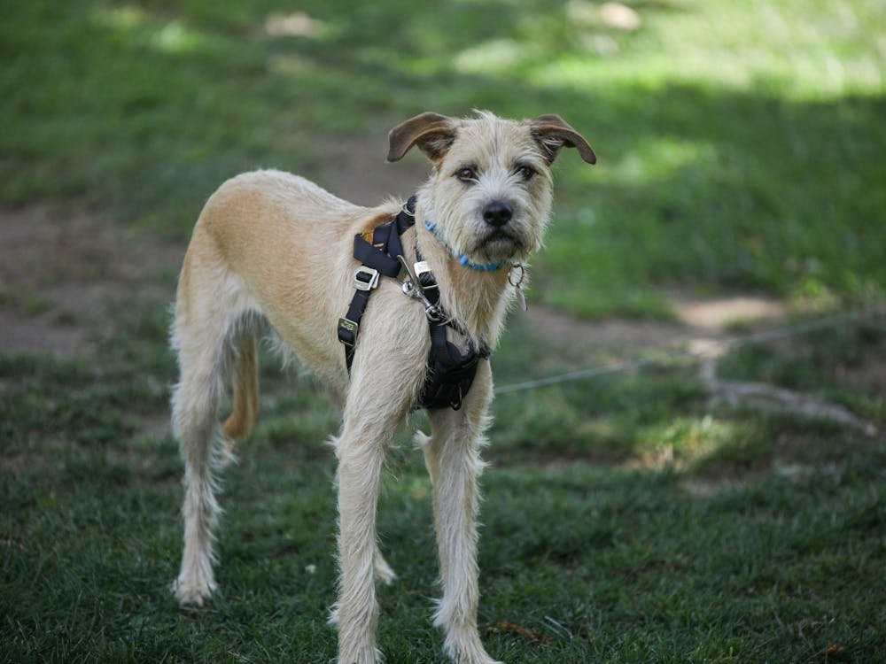 A dog standing by its owners during a picnic at the UCLA campus May 8. Dogs with their owners are popularly seen around the campus on the weekends. Daniel Kehn, DN