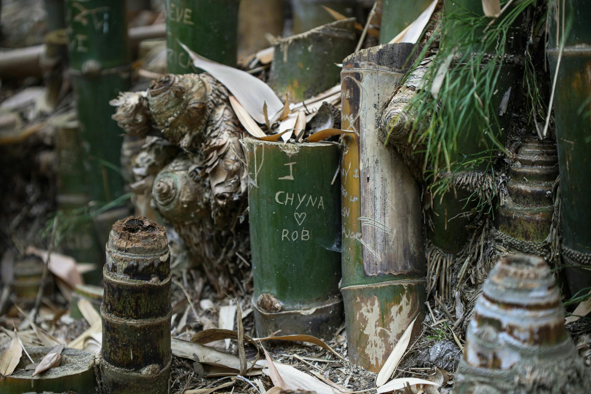 An engraved message on a bamboo stump in the Mildred E. Mathias Botanical Garden at UCLA May 8. Despite the messages on the bamboo trees, the garden discourages disrupting the natural elements of the space. Daniel Kehn, DN