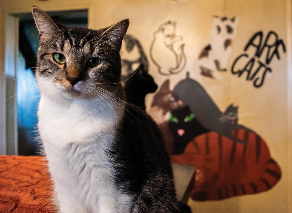 Reagan the cat, was found on Reagan Street in front of the ARF shelter inside a taped up box. ARF's new sanctuary for disabled and elderly is set to be open within the next few months. Stephanie Amador, DN