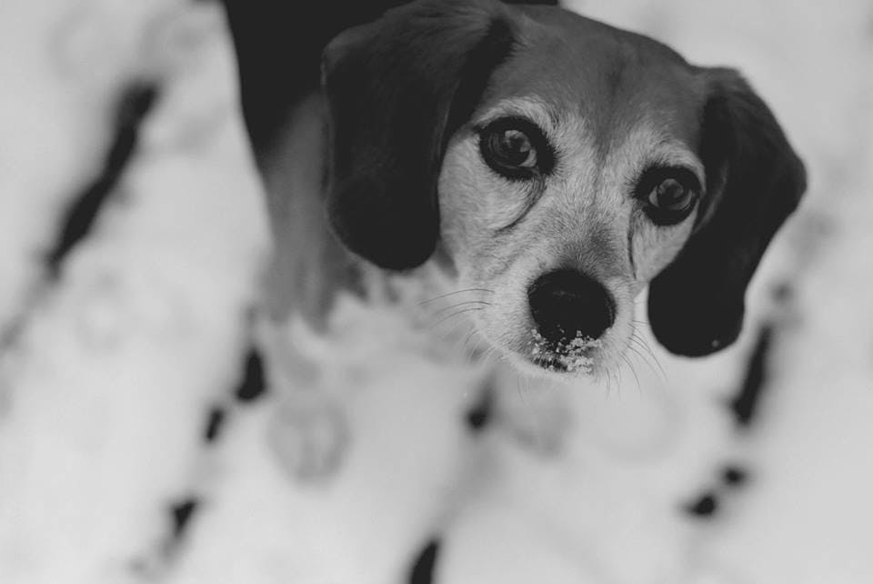 The Muncie Animal Shelter is planning to reintroduce an ordinance that could find dog owners that leave their pets outside when the weather reaches below 20 degrees.&nbsp;DN PHOTO SAMANTHA BRAMMER