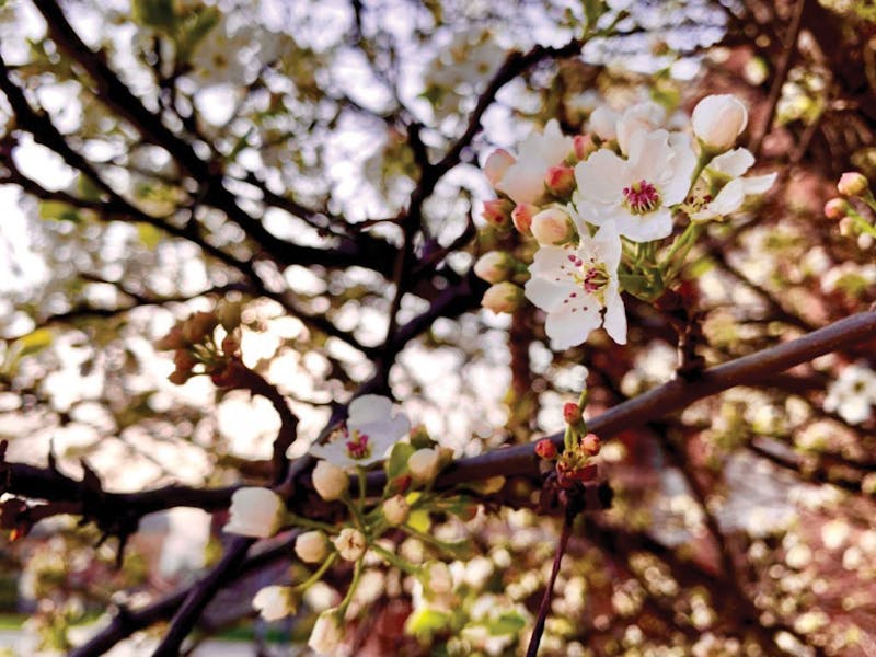 The trees outside the Atrium blossom enhancing the aesthetic of Ball State and the stench lurking around campus April 23, 2019. Students can find these tress in front of the Atrium. Liz Reith, DN