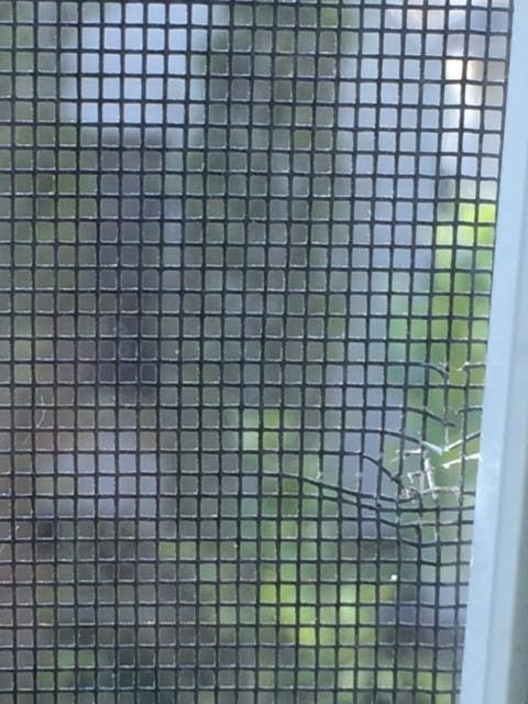 PHOTO COURTESY ALLISON WILSON