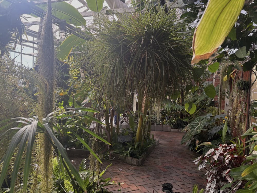 Inside of the Rinard Orchid Greenhouse at Ball State University.
Stephanie Weaver, NewsLink Indiana