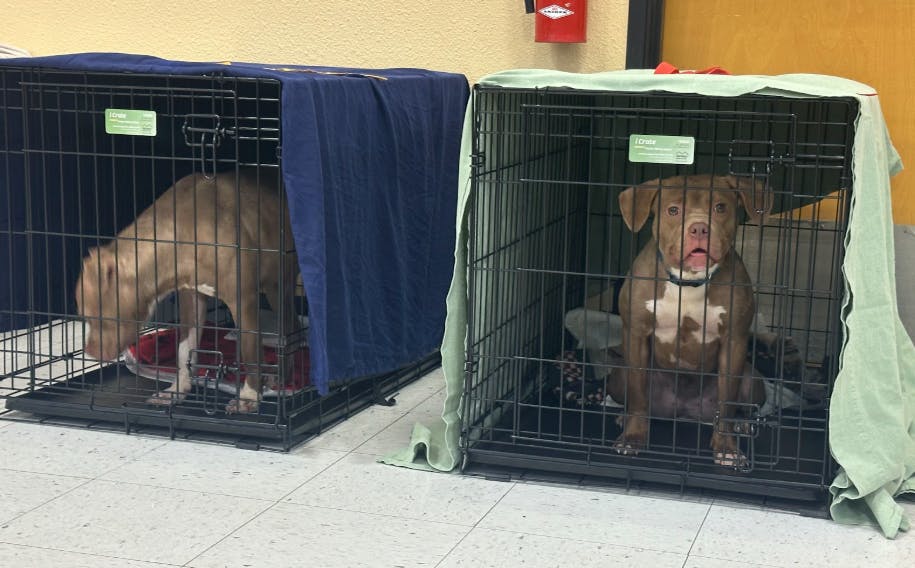 Two sister dogs are sitting in crates awaiting adoption.

Cameron Noe, NewsLink Indiana