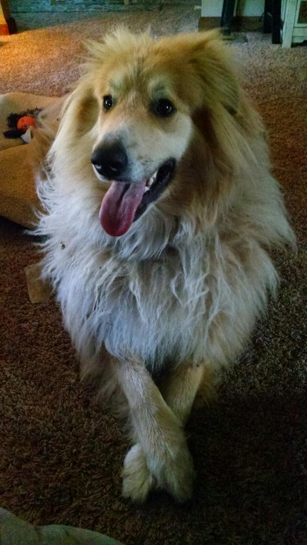 Teaching assistant and third-year PhD student in rhetoric and composition, Sara Strasser, got her dog from a rescue network. Strasser's dog name is Murphy and he is Great Pyrenees and golden retriever mix. Sara Strasser // Photo Provided&nbsp;