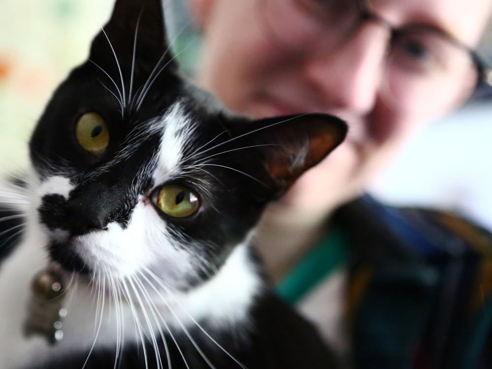 Emotional Support Animal Finnegan looks into the camera while he sits on fourth-year media major Kat Webber's lap Sept.15 at the Anthony Apartments. Mya Cataline, DN
