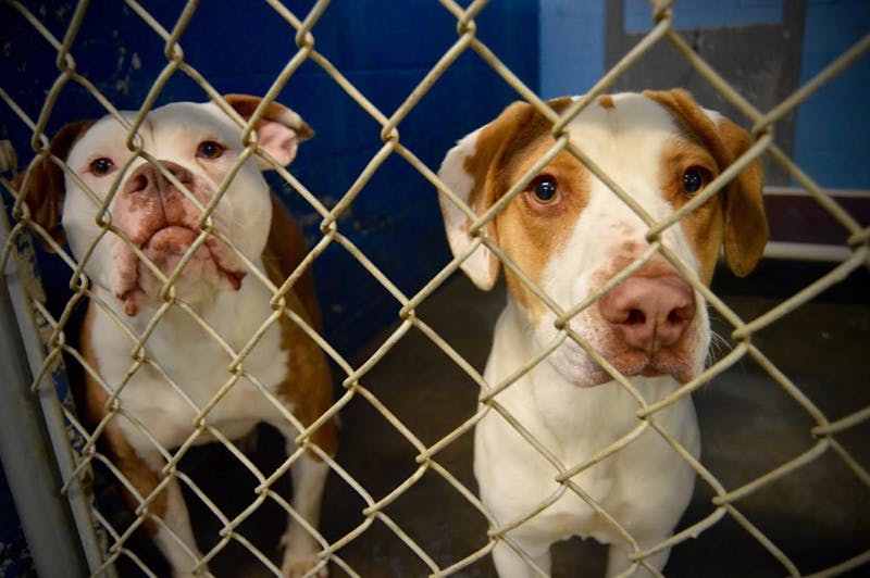 ARF opening new clinic for low-income pet owners