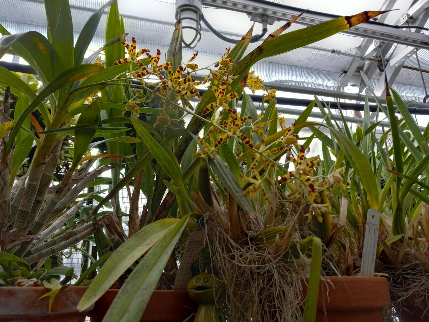 orchid-2-muncie-inform