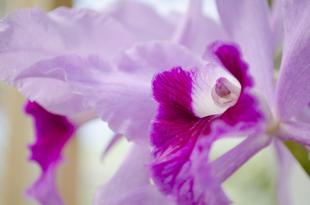 An orchid grows on May 31 at the Dr. Joe and Alice Rinard Orchid Greenhouse. DN PHOTO BREANNA DAUGHERTY 