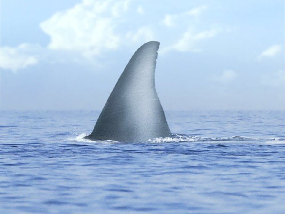 Sharks, whether they do actually do it or not, bring fears of attacks among humans, in part due to images in popular culture. (MCT illustration)