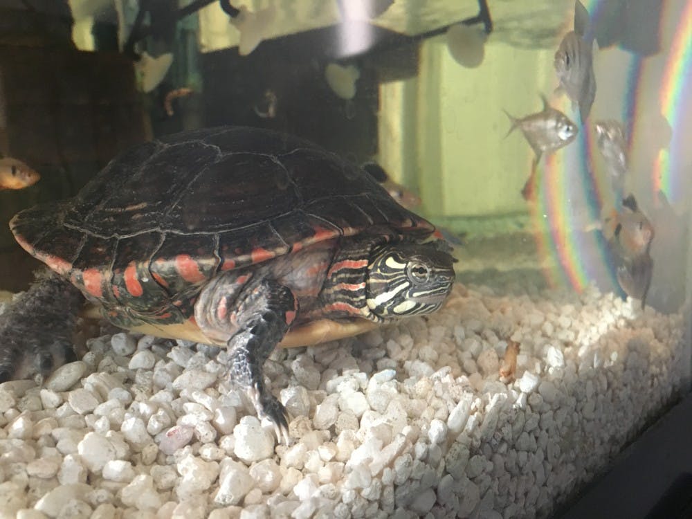 <p>Glen Stamp and Adrienne Bliss own&nbsp;four aquatic turtles, one box turtle, two snakes, a rat, two goldfish and two dogs. The family plans on always having pets in their household. <em>Glen Stamp // Photo Provided</em></p>