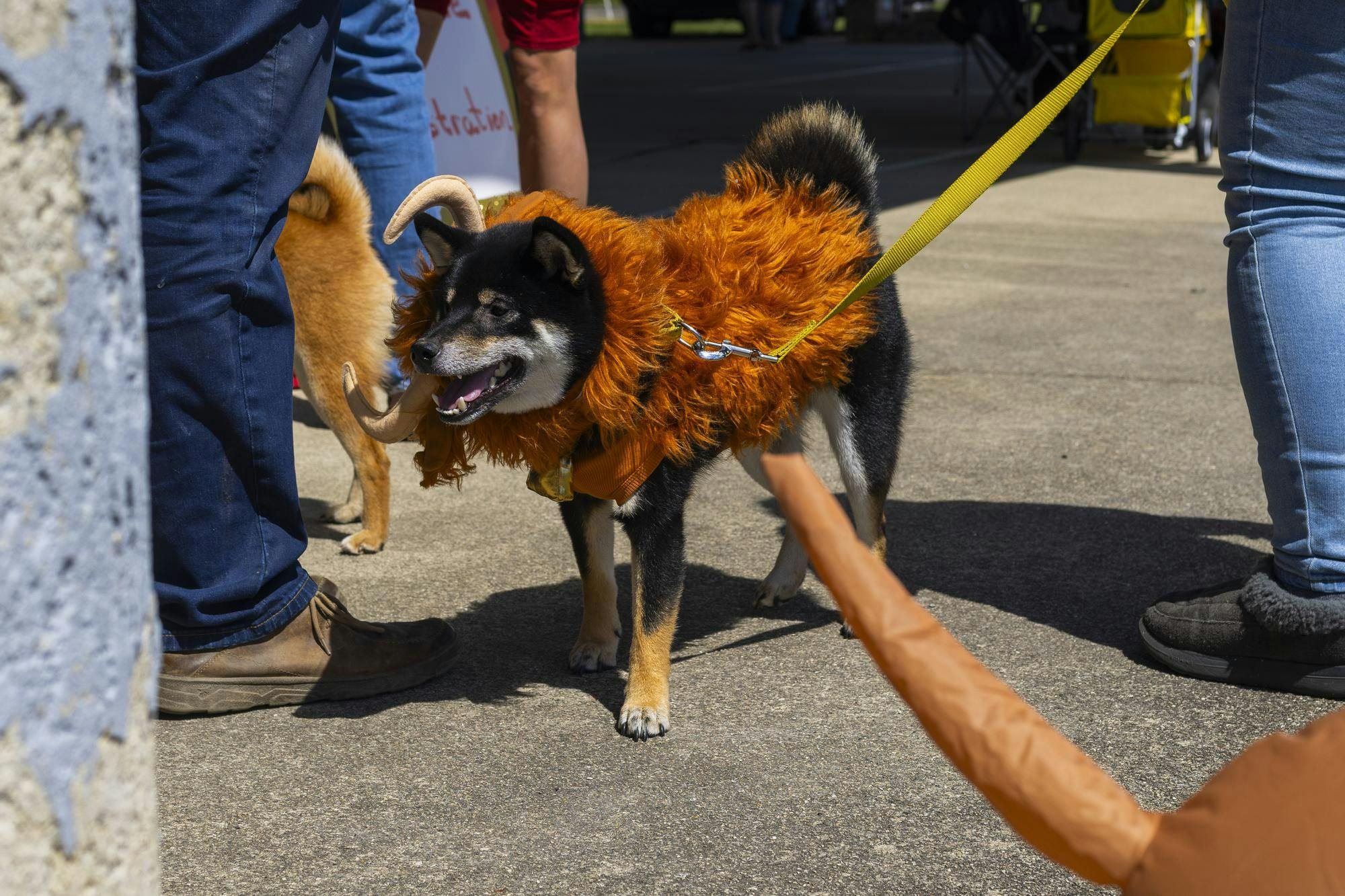 Dog waits with owner to check in to the Dog Parade at the Grateful Tail Wagging Showcase Sept. 7 in Yorktown Ind. The showcase included pet related vendors, a dog food giveaway and a 5k fun run. Brenden Rowan, DN