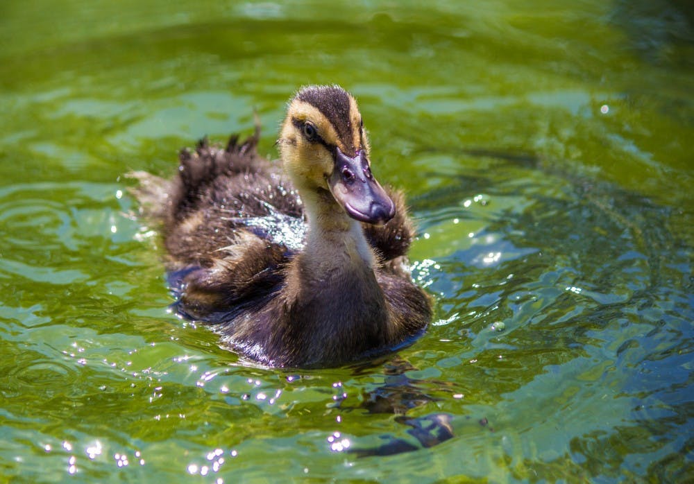 For student, duckling fits the bill