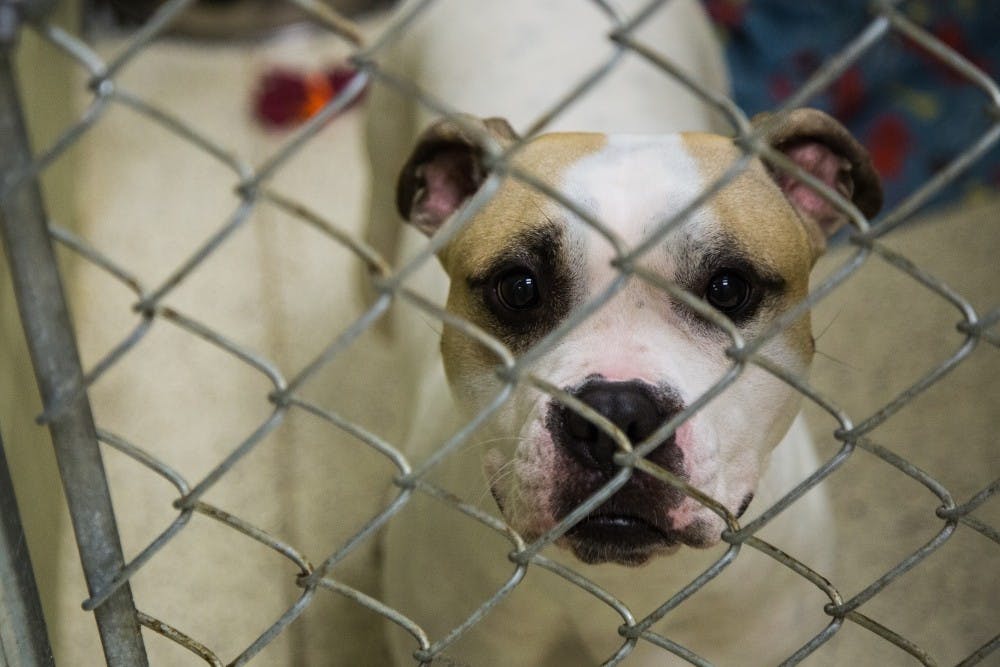 The Muncie Animal Care &amp; Services is at maximum capacity again. The shelter offers special adoption deals for the cats and dogs to find forever homes. Reagan Allen, DN File
