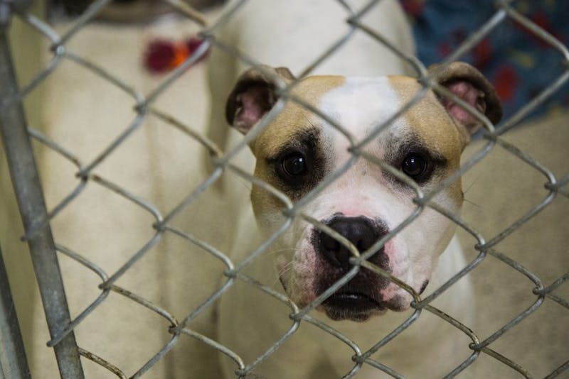 Muncie Animal Shelter lowers euthanasia rate, sets example for other ...