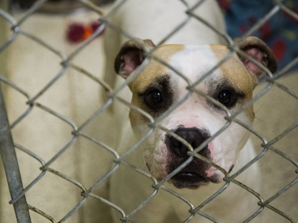 The Muncie Animal Care &amp; Services is at maximum capacity again. The shelter offers special adoption deals for the cats and dogs to find forever homes. Reagan Allen, DN File

