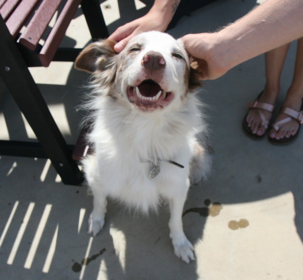 The first ever Puppies and Pumpkins event took place on Sept. 24 at Wasson Nursery. The event was held for the community to adopt furry friends and donate to animal shelters. Patrick Murphy, DN File