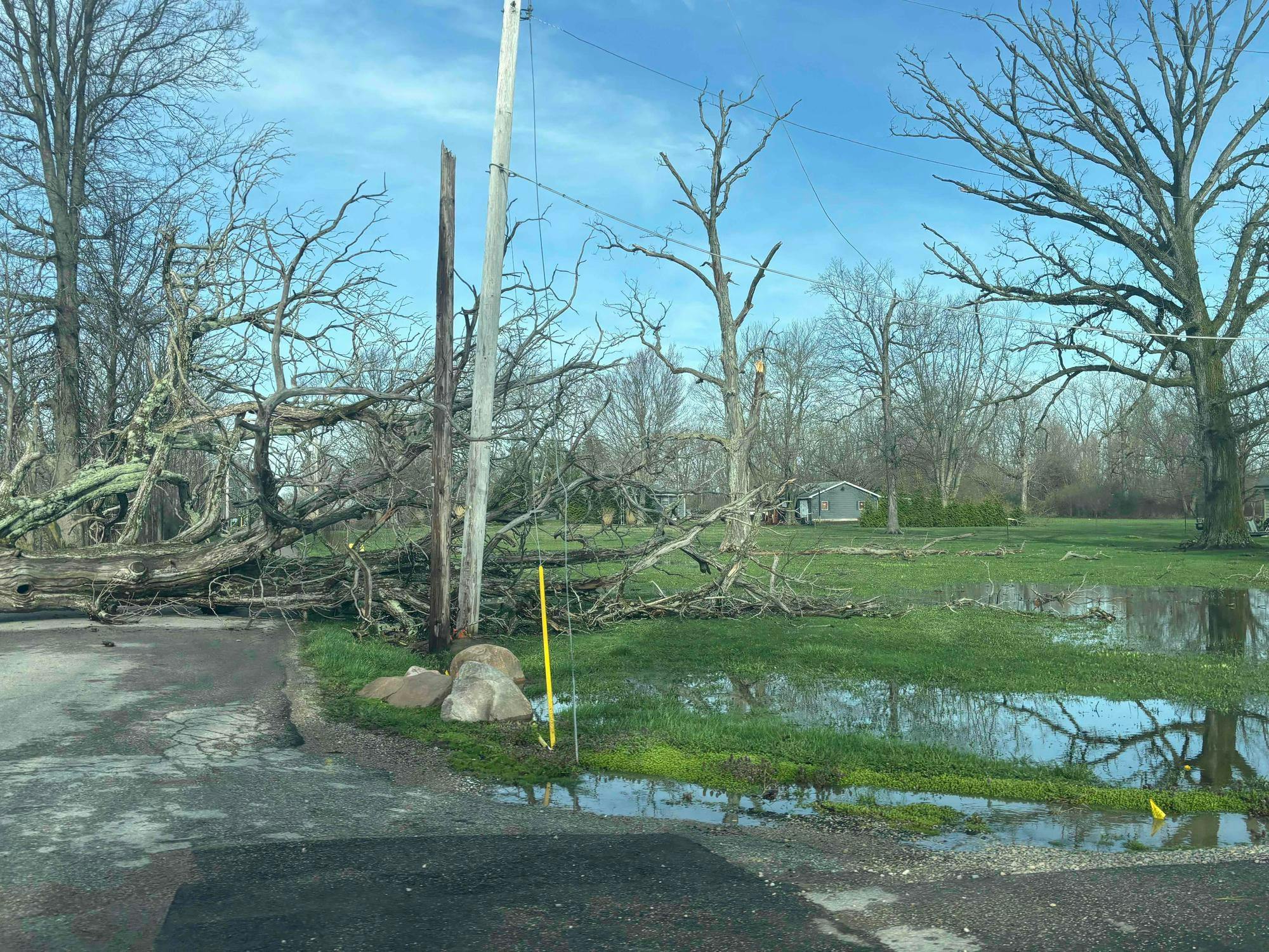 Trees downed in the Gaston area.
