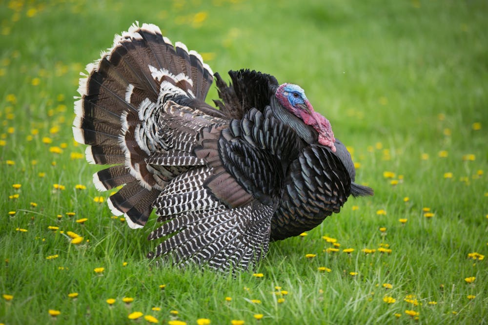<p>The first U.S. President George Washington issued a proclamation naming Thursday, Nov. 26, 1789, as a “Day of Publick Thanksgivin." Both the date and the celebration of the holiday has evolved over time to what is today Thanksgiving Day. <strong>Unsplash, Photo Courtesy</strong></p>