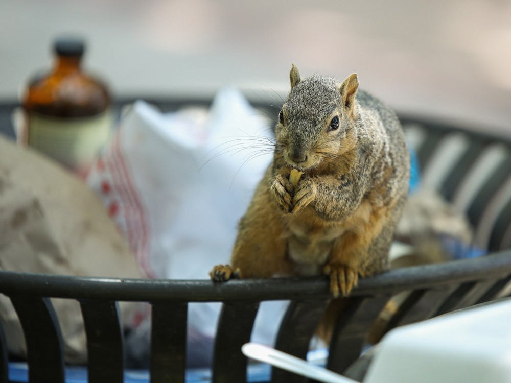 A squirrel finding snacks in a trashcan on the UCLA campus May 8. Wildlife like squirrels, geese, ducks and pigeons can be spotted all over the Los Angeles campus. Daniel Kehn, DN