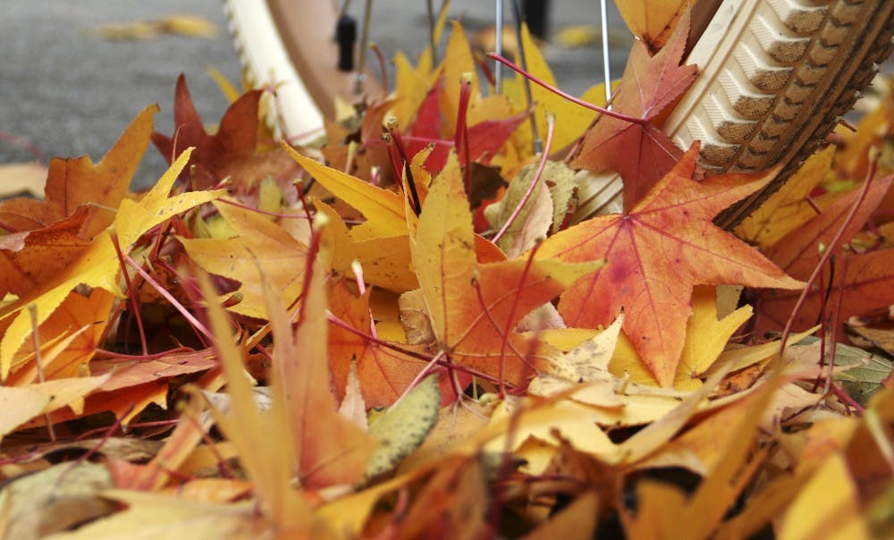 Fall Leaves Around Ball State Ball State Daily