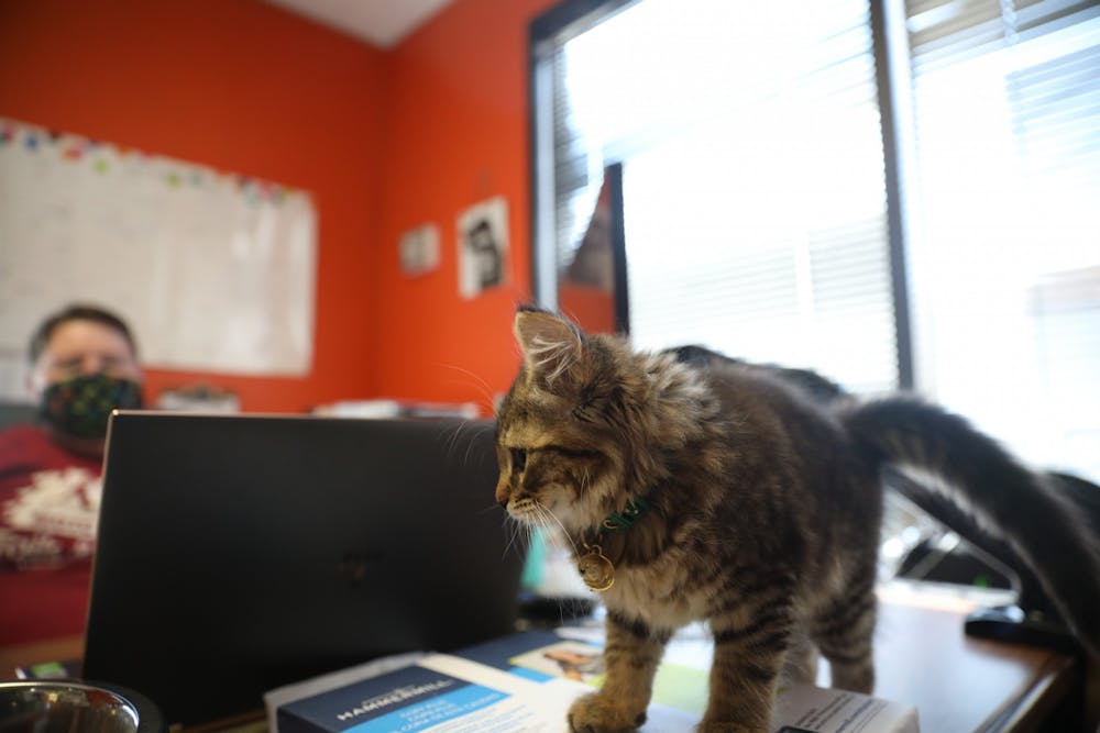 Cleo, Roo’s shop cat walks on Hailey Perkins, owner of Roo’s Holistic Pet Supplies desk, Aug. 20, 2020. Cleo is a foster cat from a local animal shelter. Jacob Musselman, DN