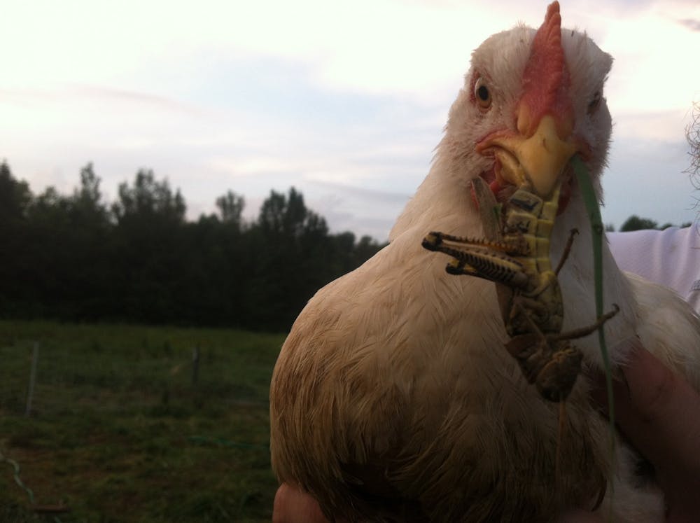 Muncie's Organic Grocery: Dave and Sara Ring connect customers directly to organic produce from local farms