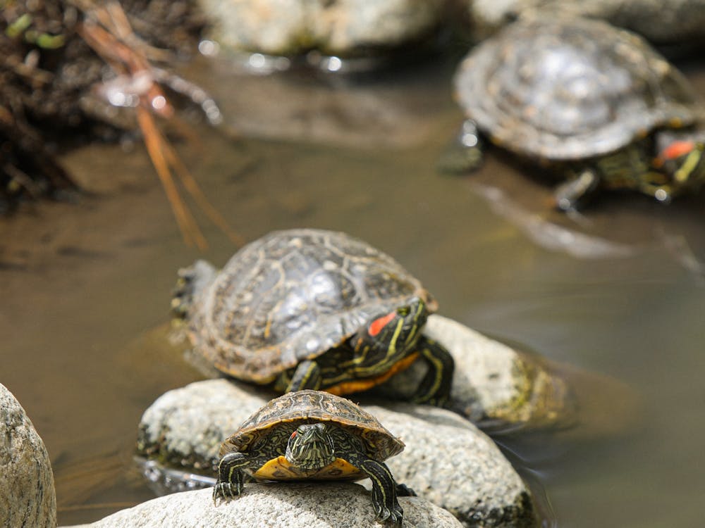 Three turtles sunbathing in the creek at UCLA's Mildred E. Mathias Botanical Garden. The seven-acre property was opened in 1919 in Westwood, Los Angeles. Daniel Kehn, DN