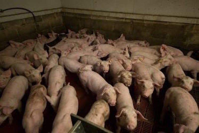Update: County commissioners end building permit hold after state approves hog farm